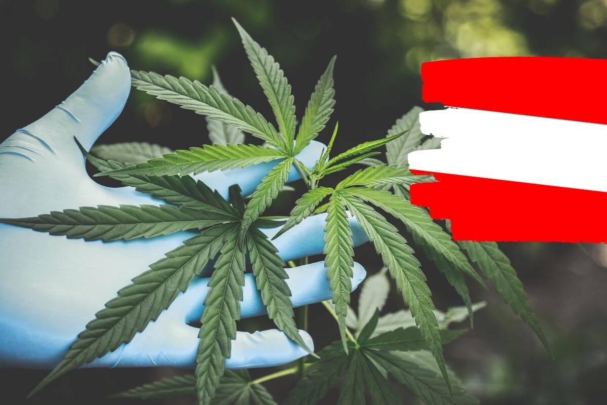 CBD-�l